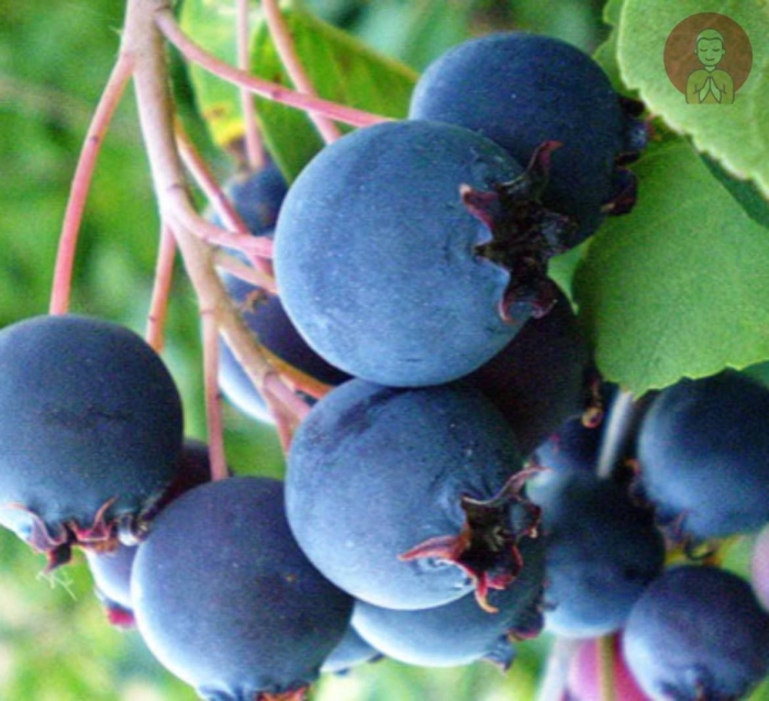 Ирга ольхолистная мартин