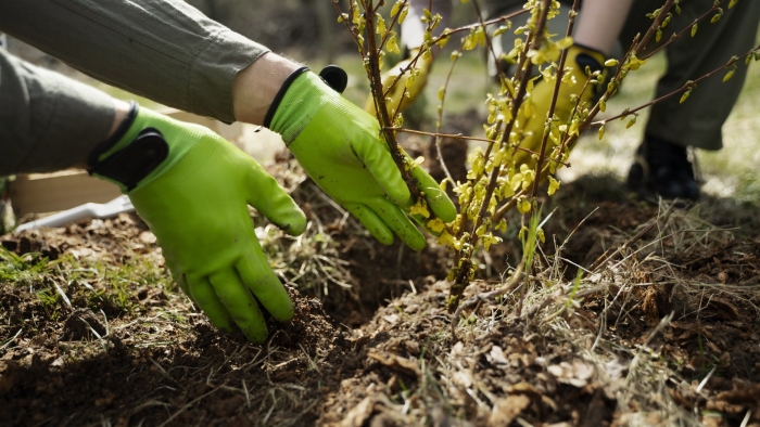 Посадка саженцев