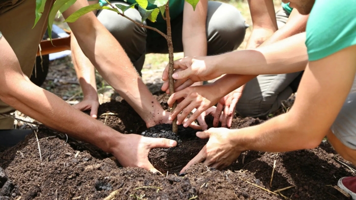 Посадка дерева