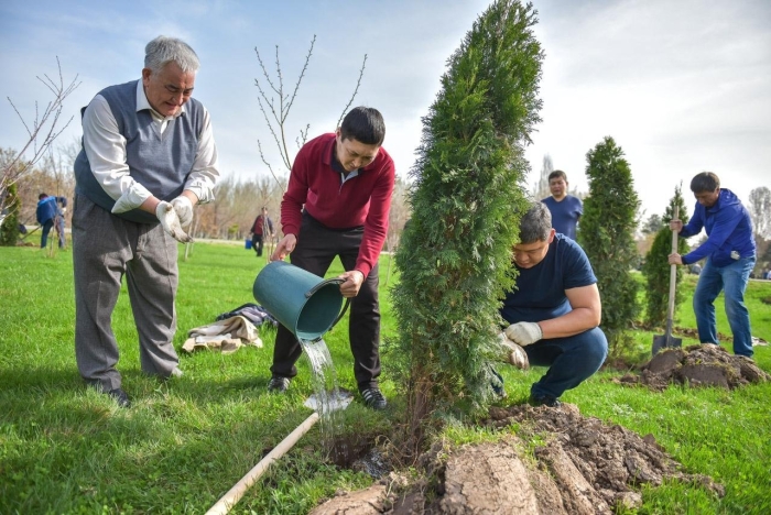 Высаживают деревья