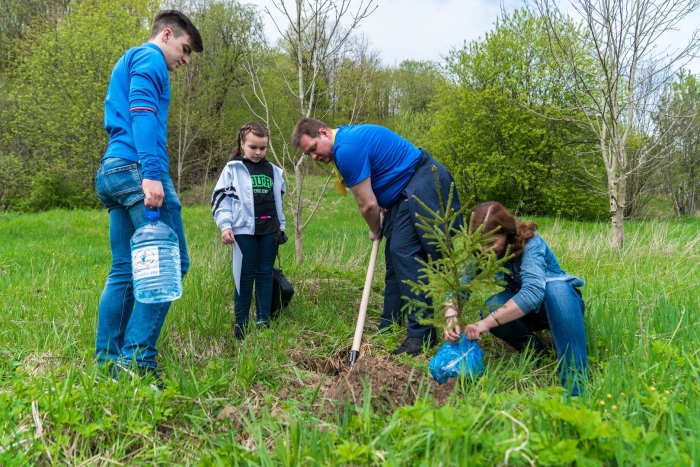 Посадка дерева