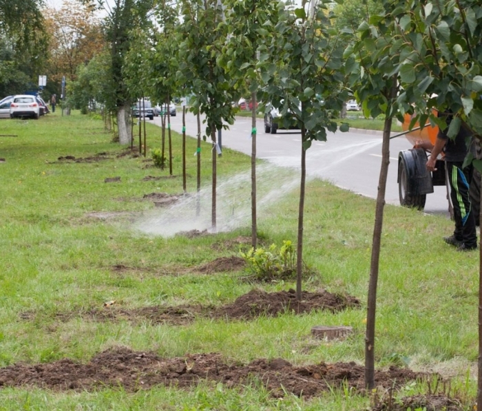 Зеленые насаждения