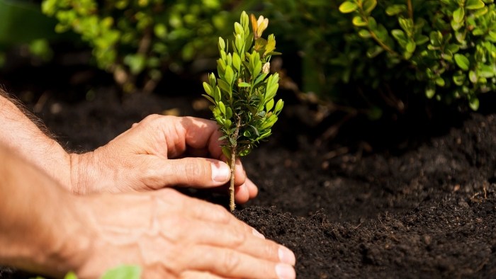 Planting trees