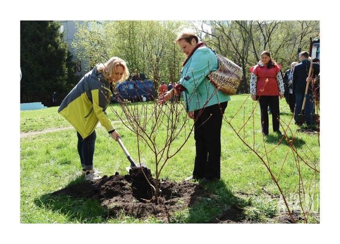 Посадка деревьев и кустарников