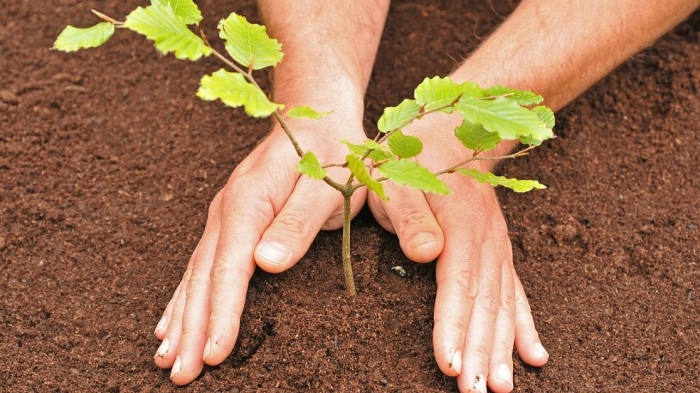 Росток дуб черешчатый