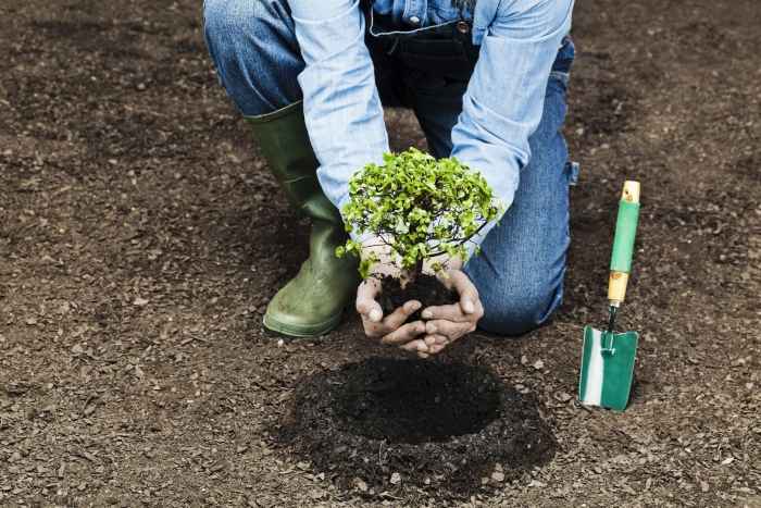 Садовый плантатор бур