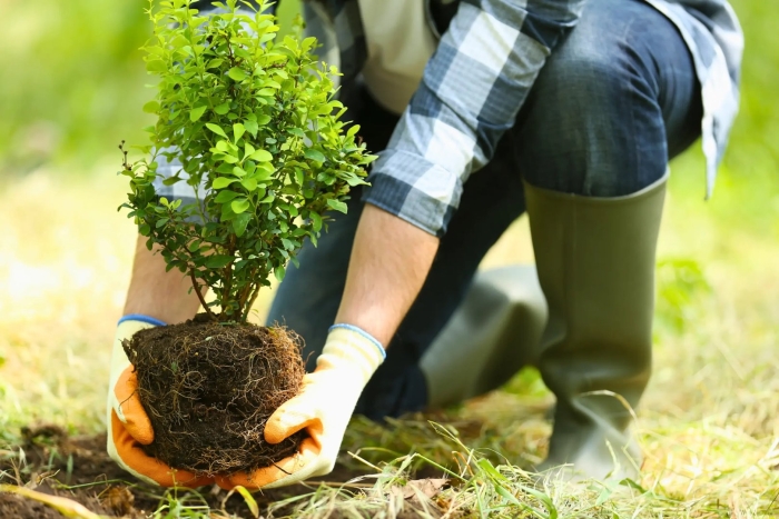 Посадка растений