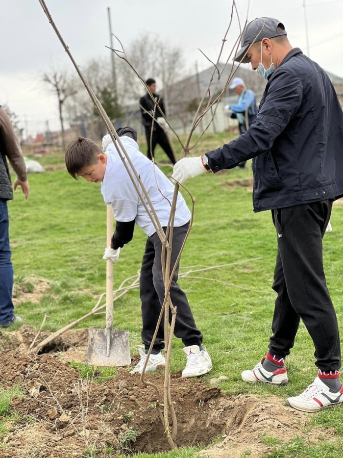 Посадка дерева