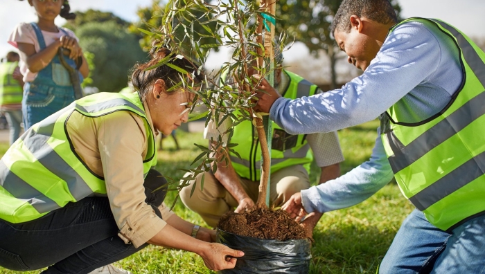 Посадка дерева