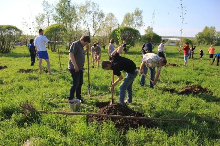 Посадка дерева