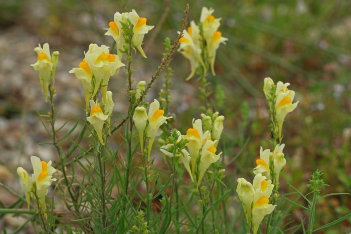 Льнянка обыкновенная linaria vulgaris