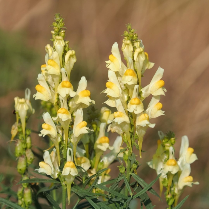 Льнянка обыкновенная linaria vulgaris