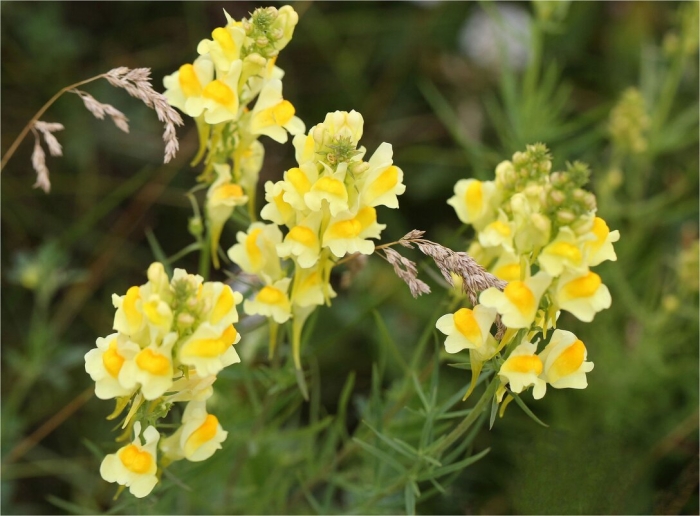 Льнянка обыкновенная linaria vulgaris