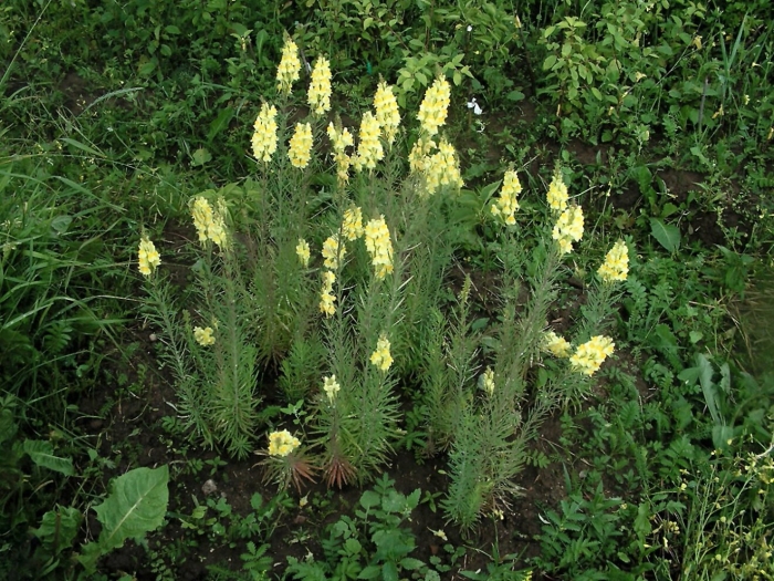 Льнянка обыкновенная linaria vulgaris