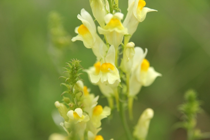 Льнянка обыкновенная linaria vulgaris