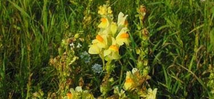 Льнянка обыкновенная