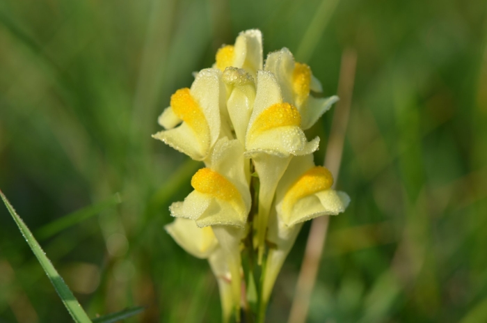 Льнянка обыкновенная linaria vulgaris