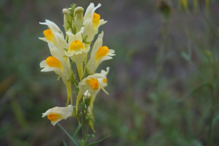 Linaria tristis