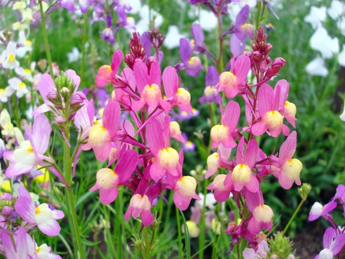 Растение львиный зев