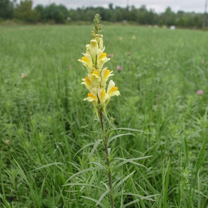Норичниковые льнянка обыкновенная linaria vulgaris