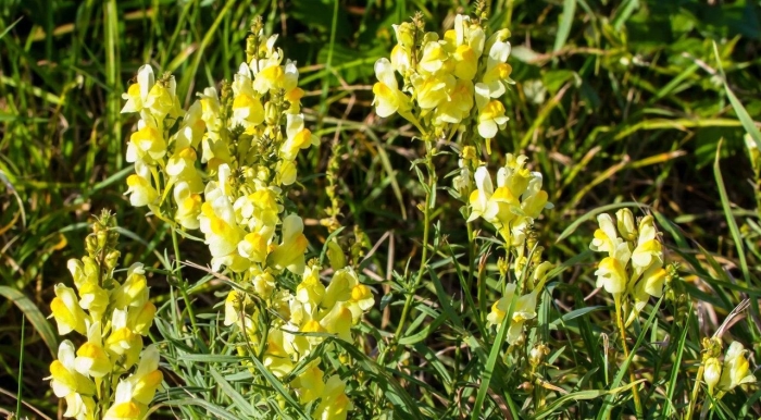 Льнянка обыкновенная linaria vulgaris