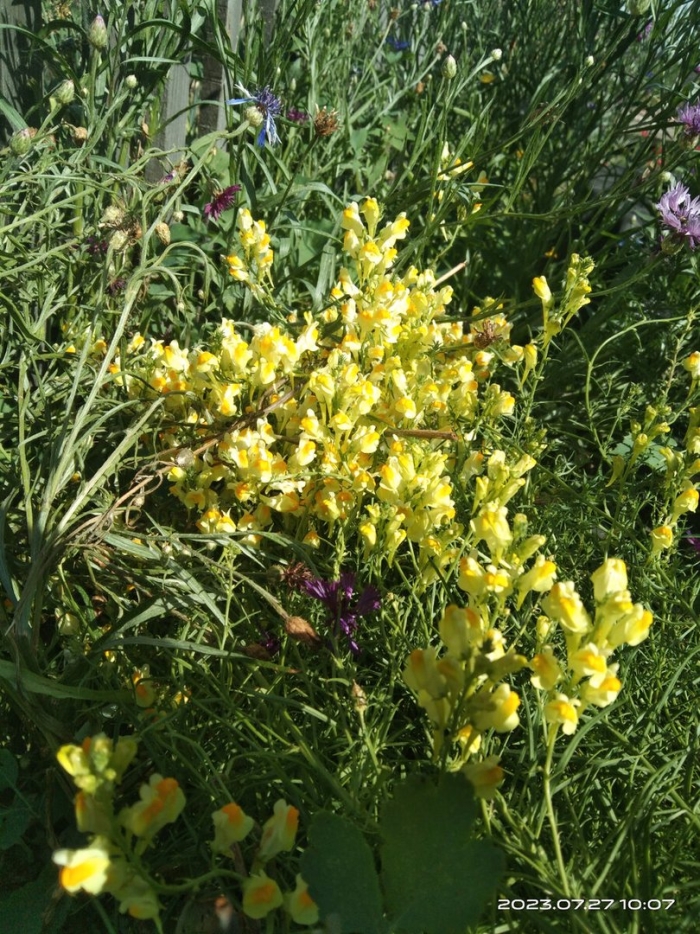 Льнянка обыкновенная linaria vulgaris