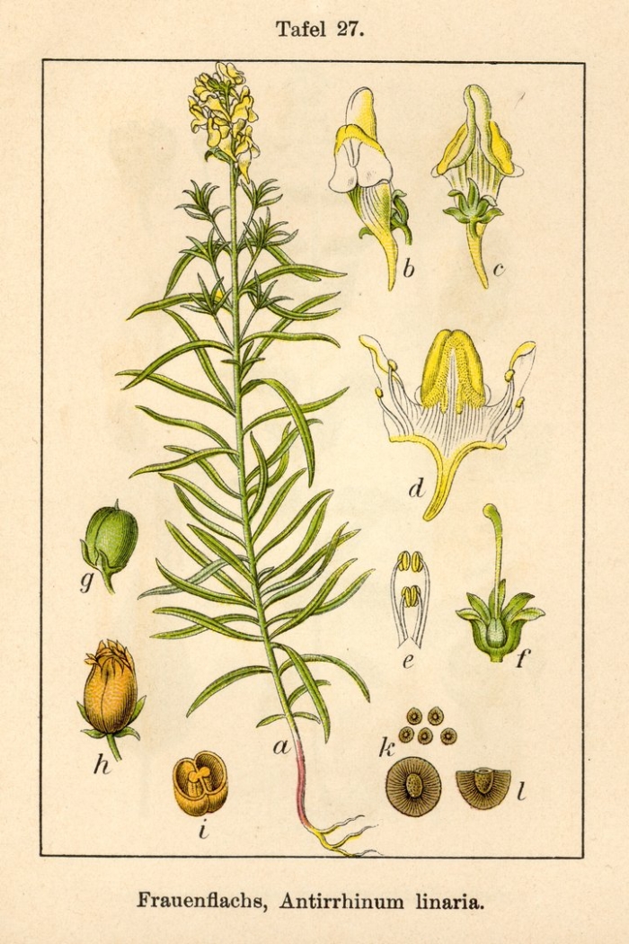 Льнянка обыкновенная ботаническая
