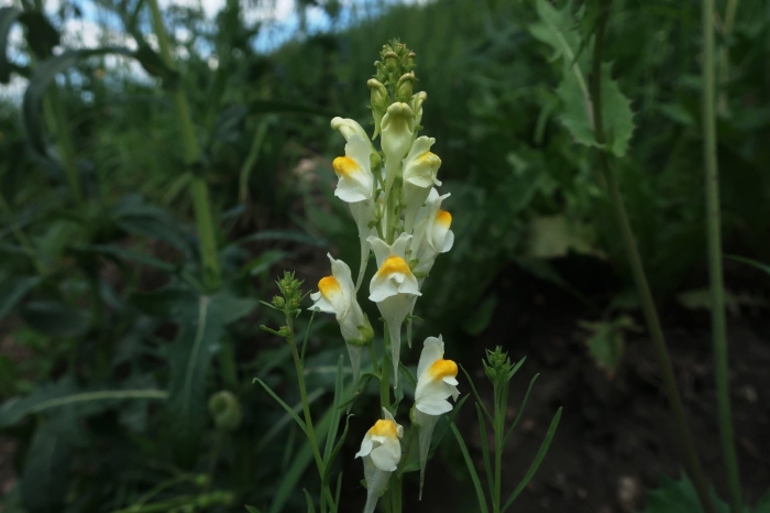 Льнянка обыкновенная linaria vulgaris