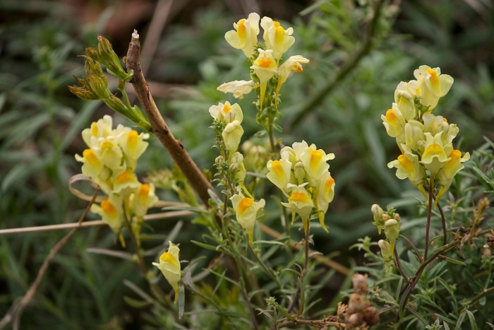 Льнянка обыкновенная linaria vulgaris