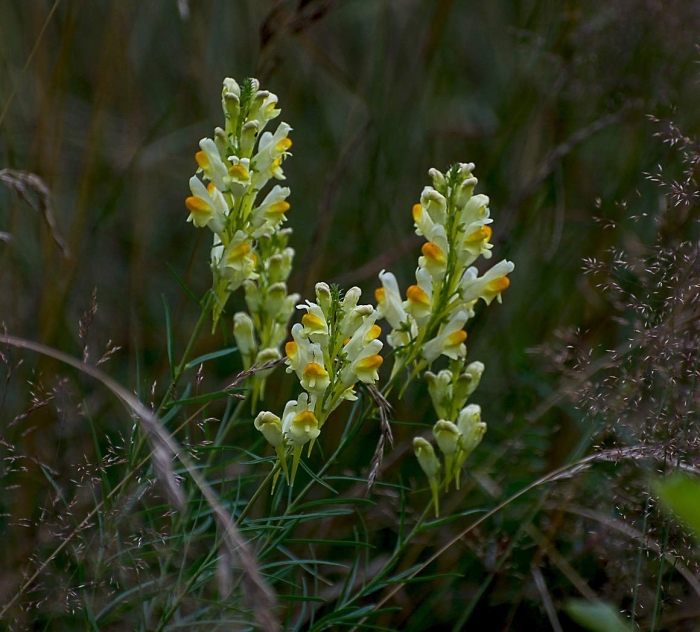 Льнянка обыкновенная трава