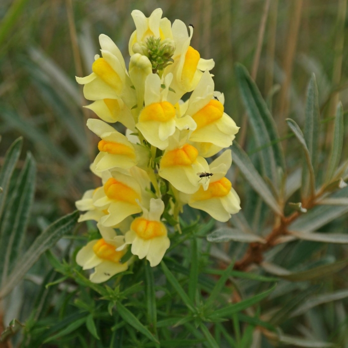 Льнянка обыкновенная