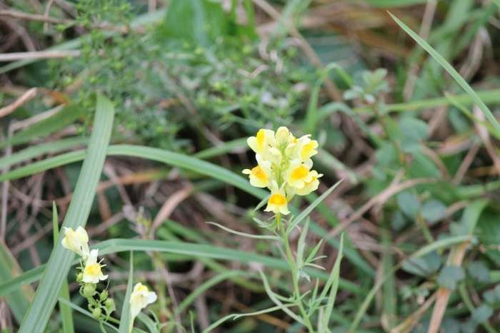 Льнянка обыкновенная linaria vulgaris
