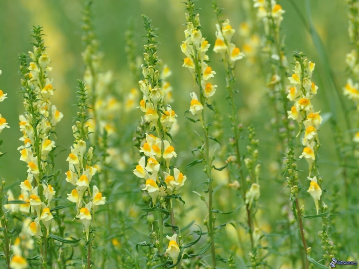 Льнянка обыкновенная linaria vulgaris