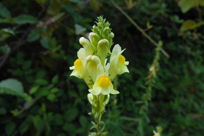 Льнянка обыкновенная linaria vulgaris