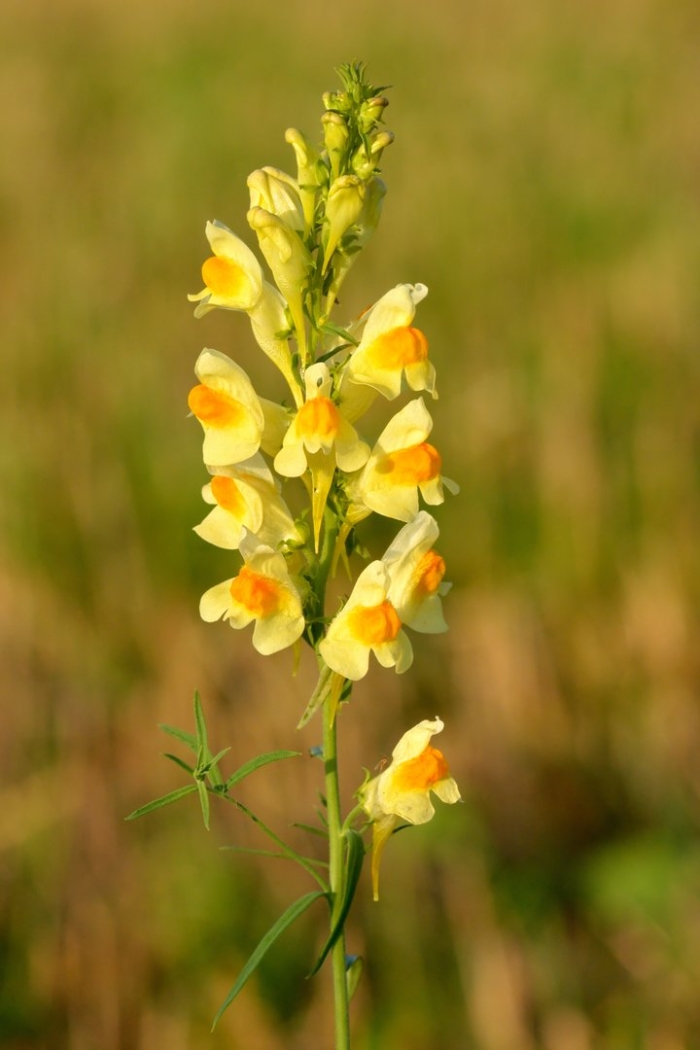 Льнянка обыкновенная linaria vulgaris