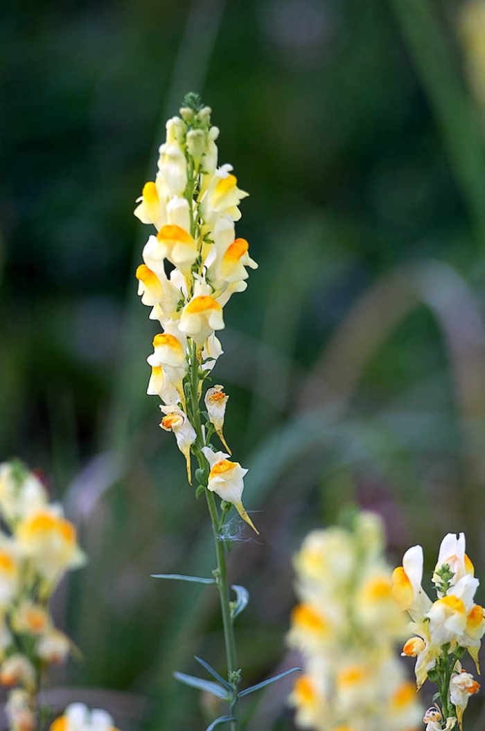 Львиный зев полевой