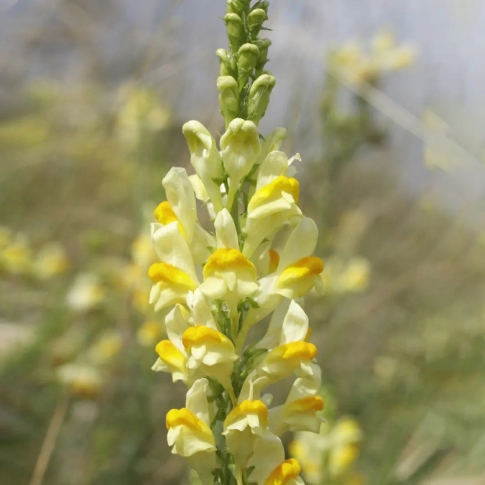 Льнянка обыкновенная linaria vulgaris