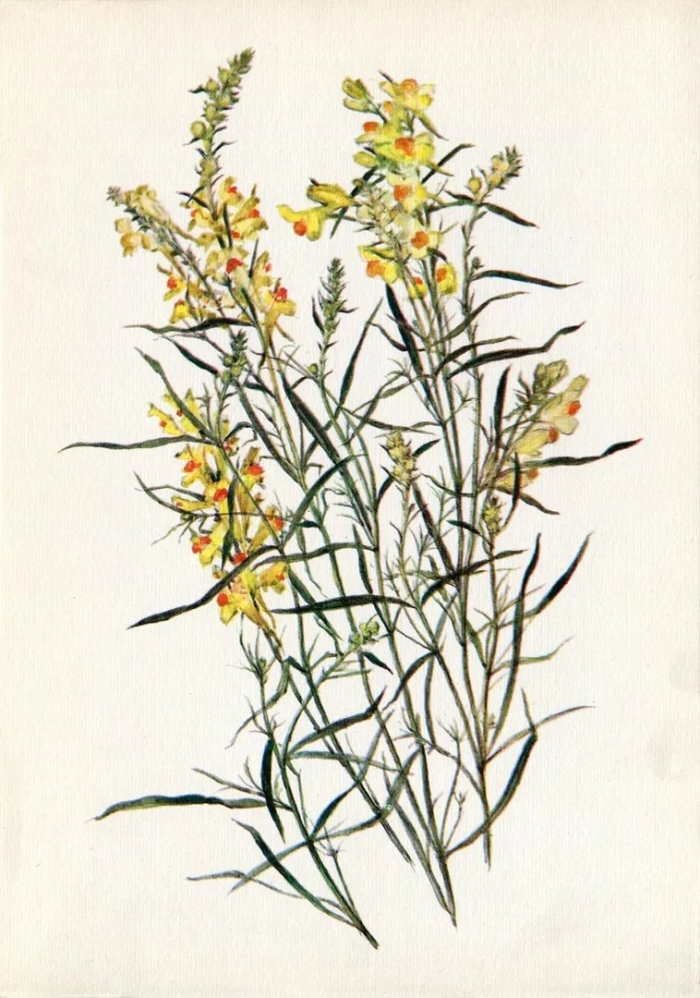 Льнянка обыкновенная рисунок