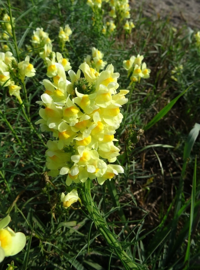 Льнянка обыкновенная плод