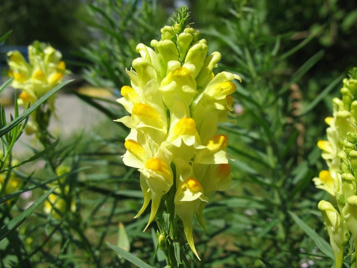 Льнянка обыкновенная linaria vulgaris