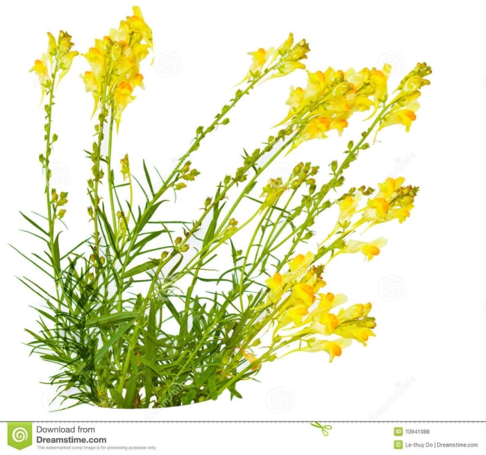 Жёлтые полевые цветы