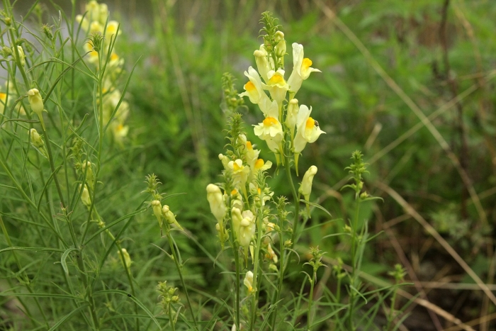 Льнянка обыкновенная linaria vulgaris