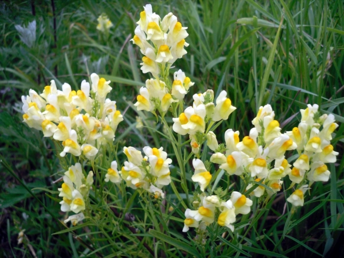 Льнянка марокканская