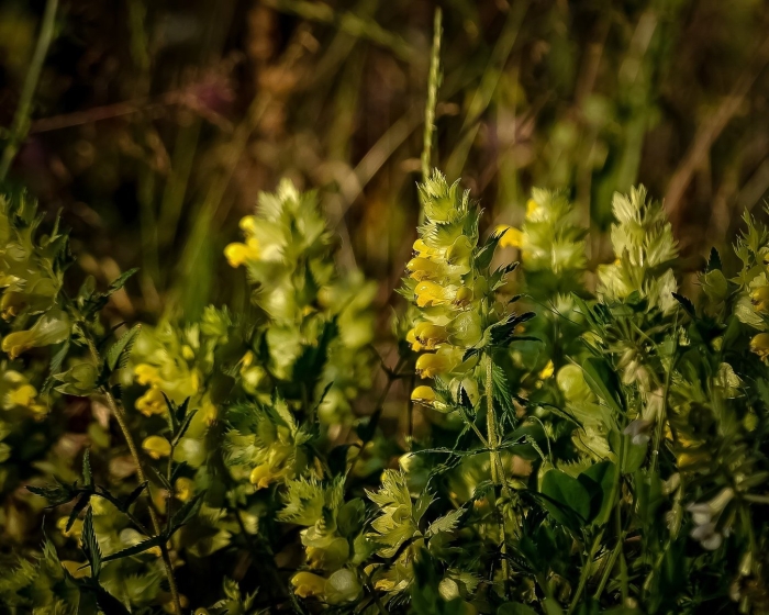 Погремок луговой