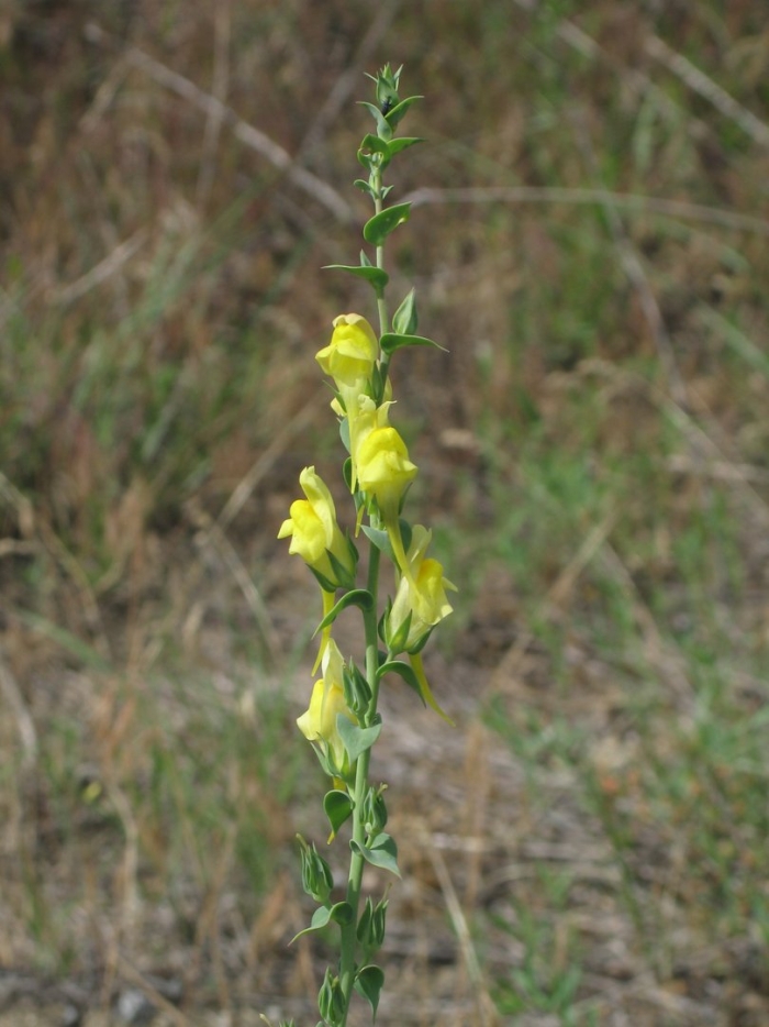 Linaria genistifolia
