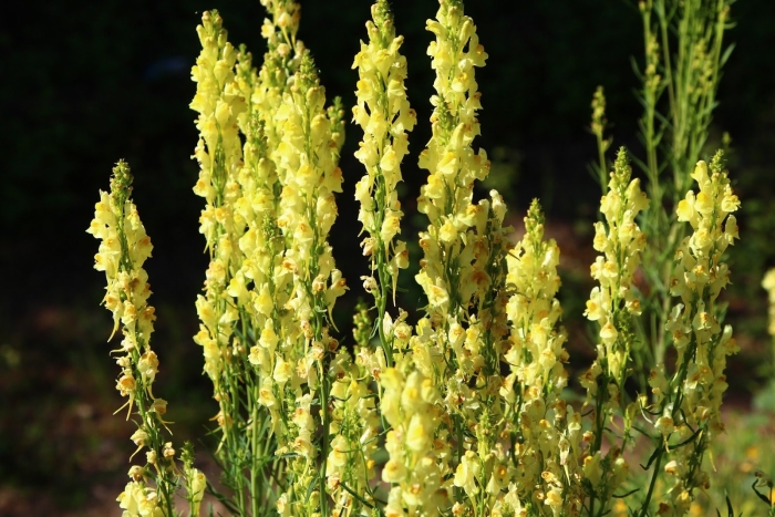 Льнянка обыкновенная