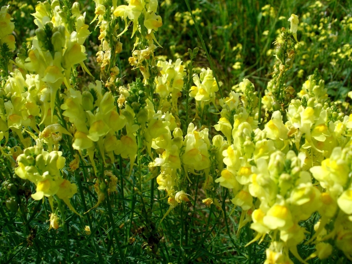 Льнянка обыкновенная linaria vulgaris