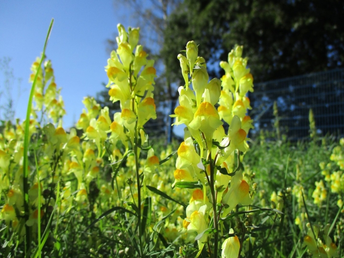 Льнянка обыкновенная linaria vulgaris