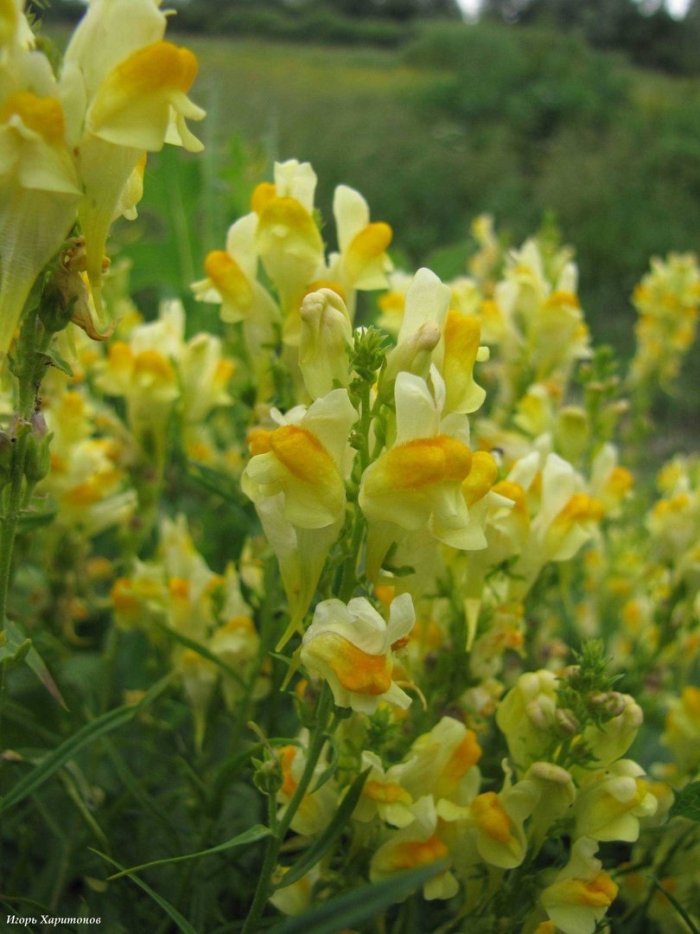 Льнянка обыкновенная