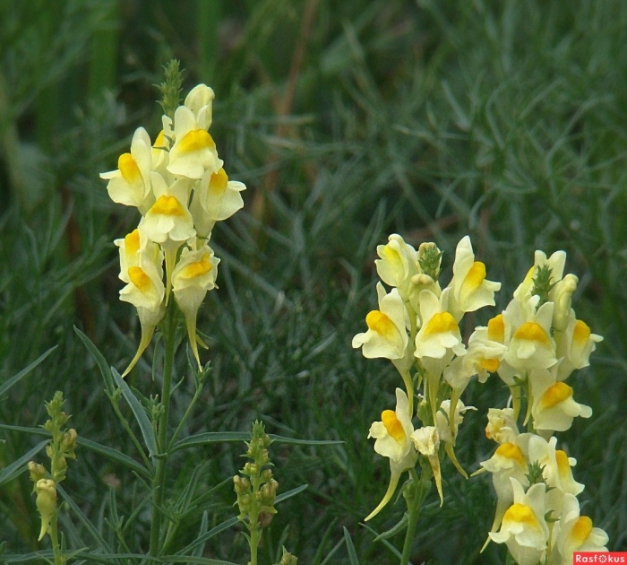 Льнянка обыкновенная